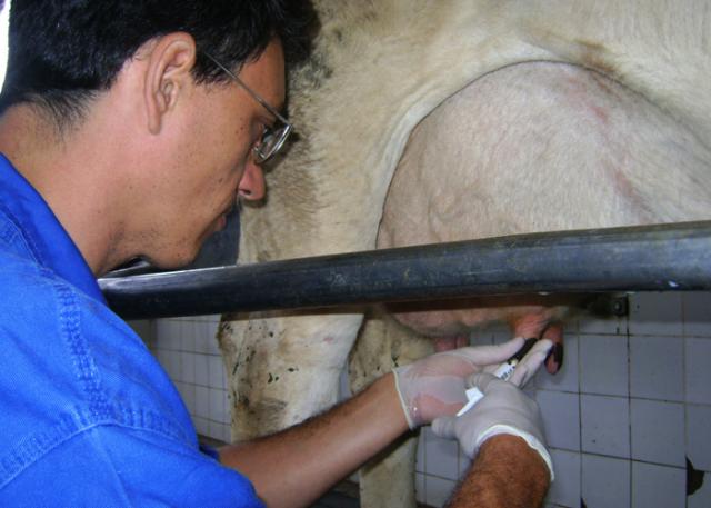 Ir para  <p><big>Um produto baseado na nanotecnologia &eacute; a mais nova aposta da pesquisa agropecu&aacute;ria para enfrentar a mastite bovina, a inflama&ccedil;&atilde;o da gl&acirc;ndula mam&aacute;ria que afeta...